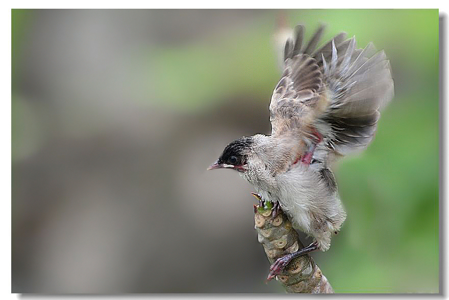 ר���� 272.jpg