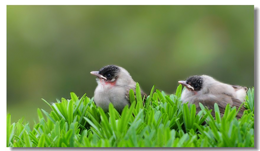 ר���� 250.jpg