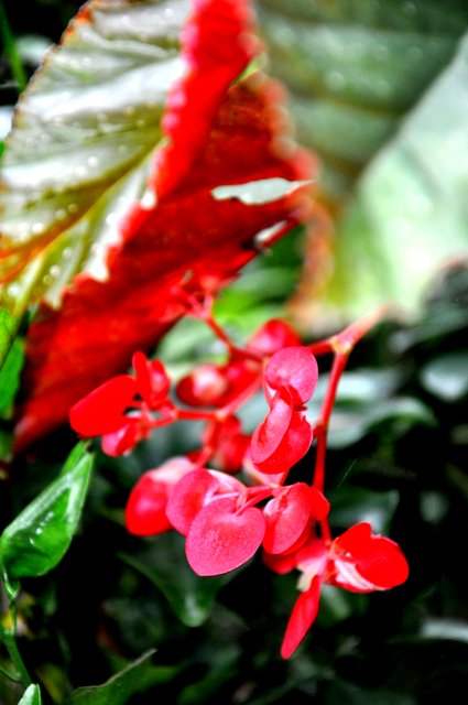 DSC_0826.JPG