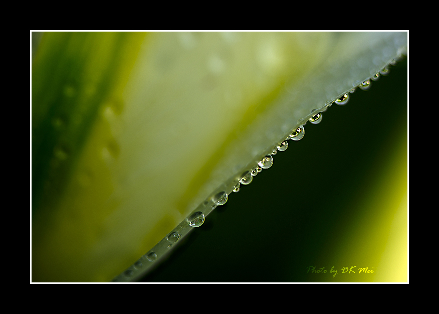 RainDrops 6.jpg