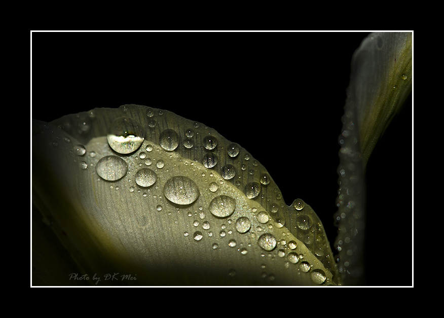 RainDrops 5.jpg