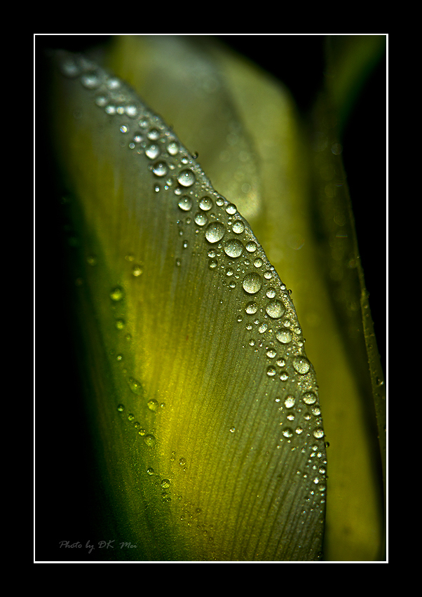 RainDrops 3.jpg