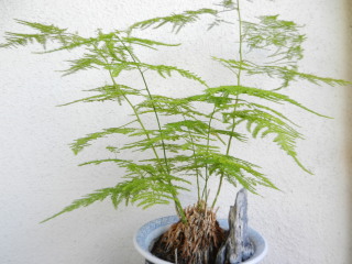 DSCN1208.JPG
