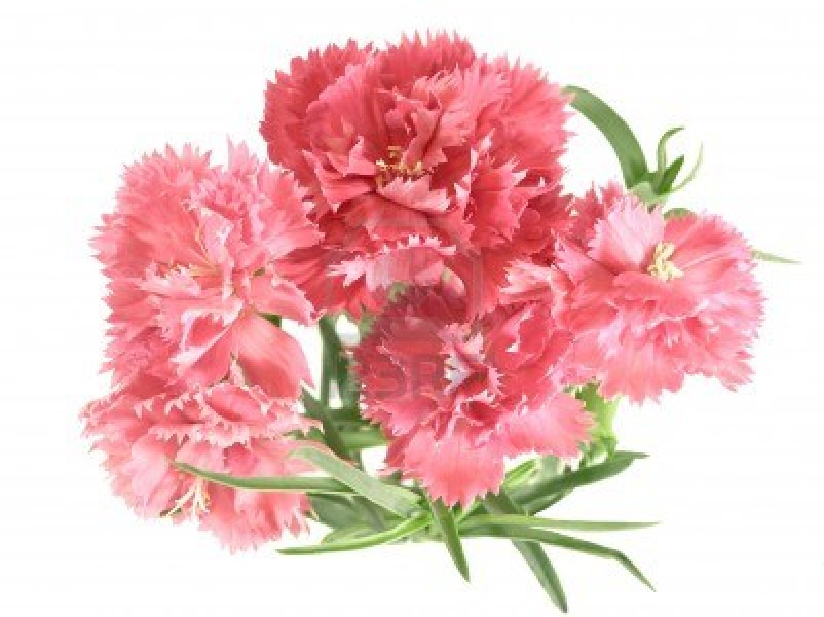 4404019-posy-of-carnations-isolated-on-white-background.jpg