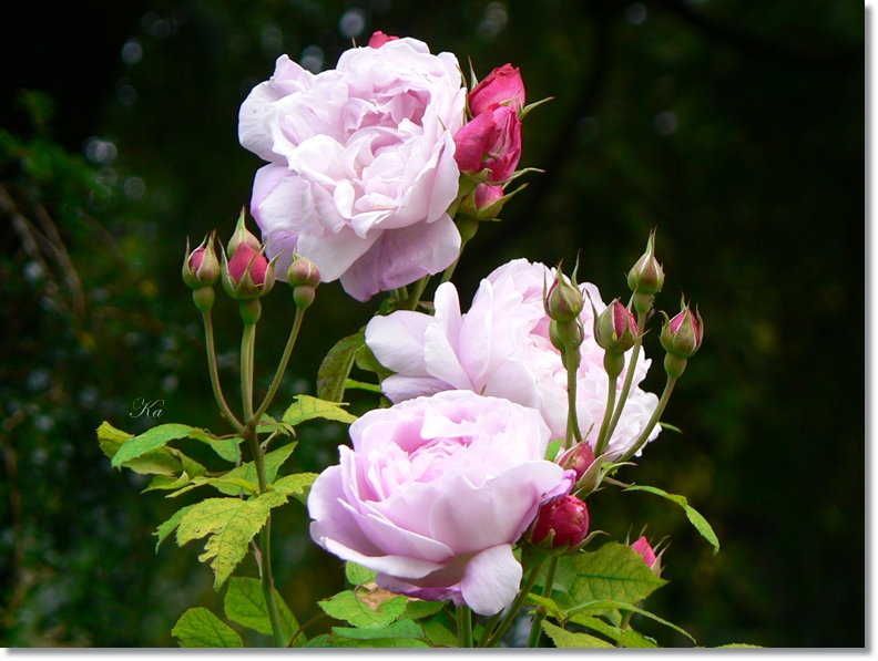 flowers 09-04-13 378.jpg