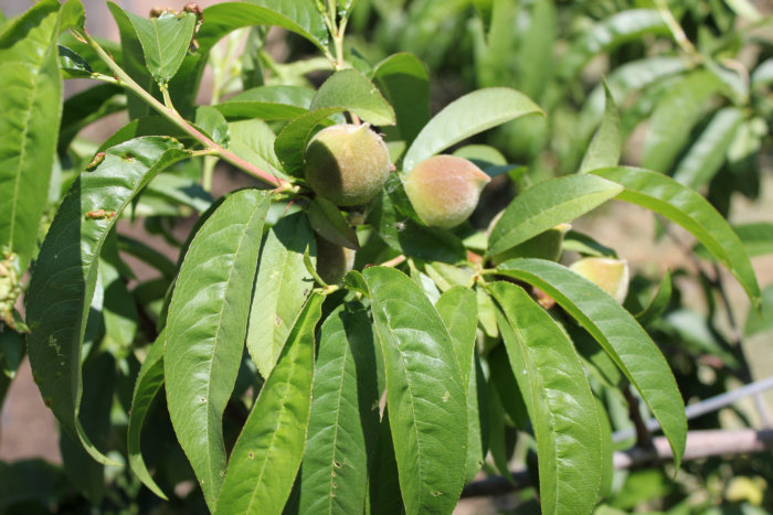 Canon&#39;s T2i 095_1.JPG