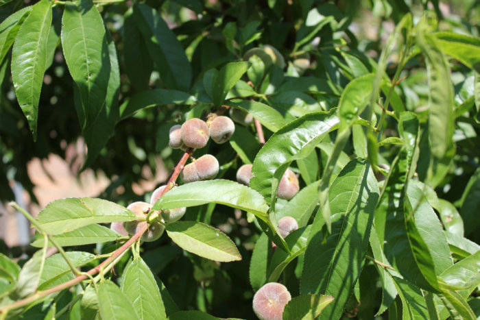 Canon&#39;s T2i 094_1.JPG