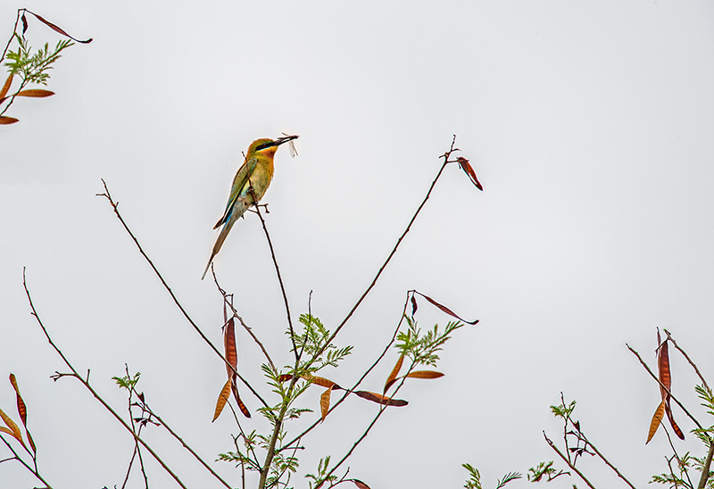 DSC_0437.jpg