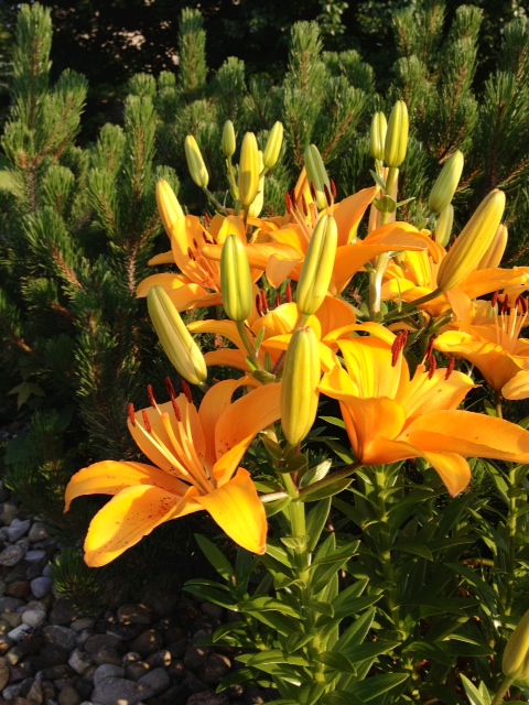 flower8.jpg