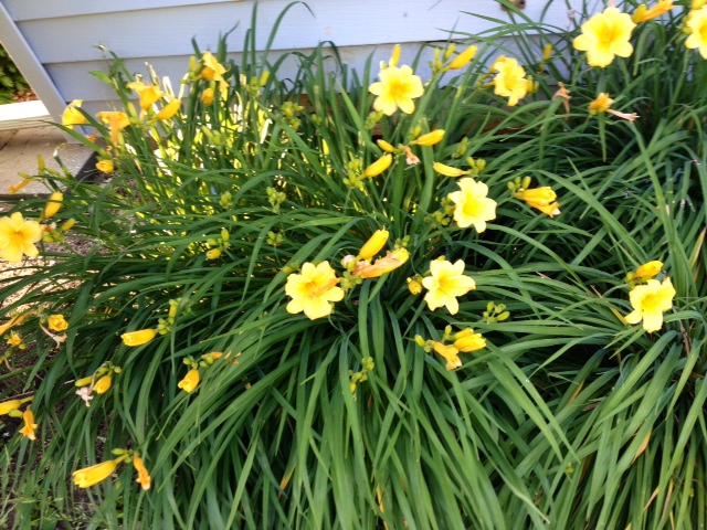 flower9.jpg