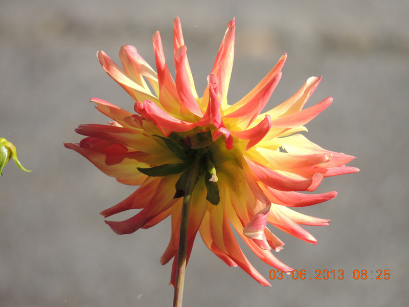 flower 531_.jpg