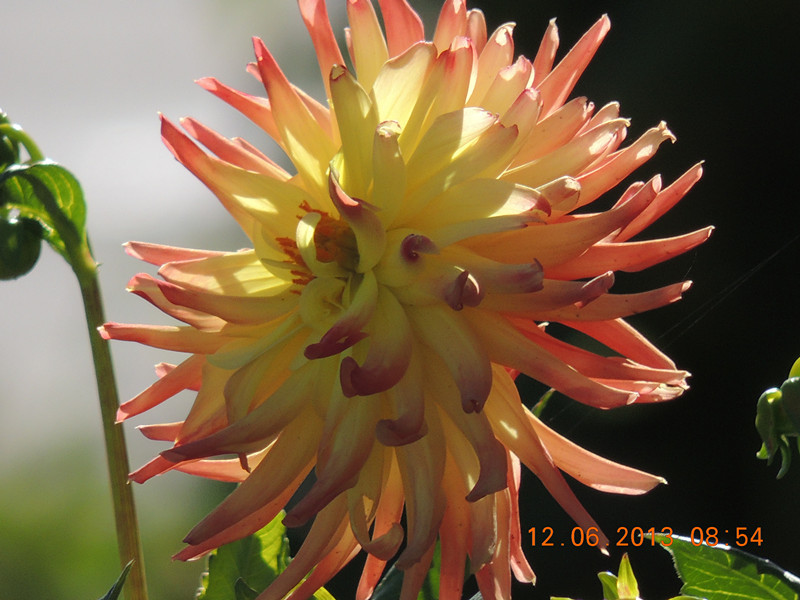 flower 759_.jpg