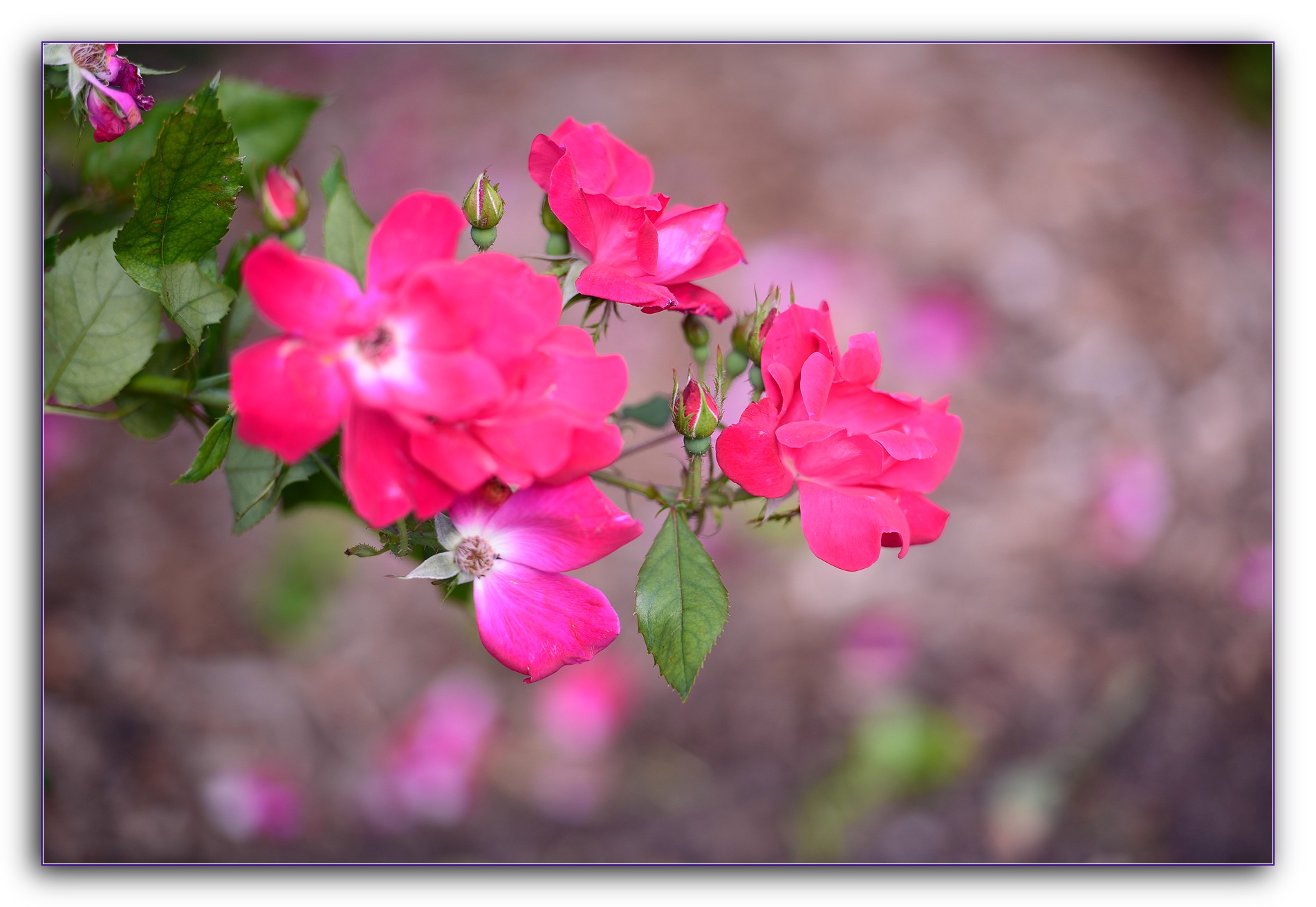 DSC_6437.jpg