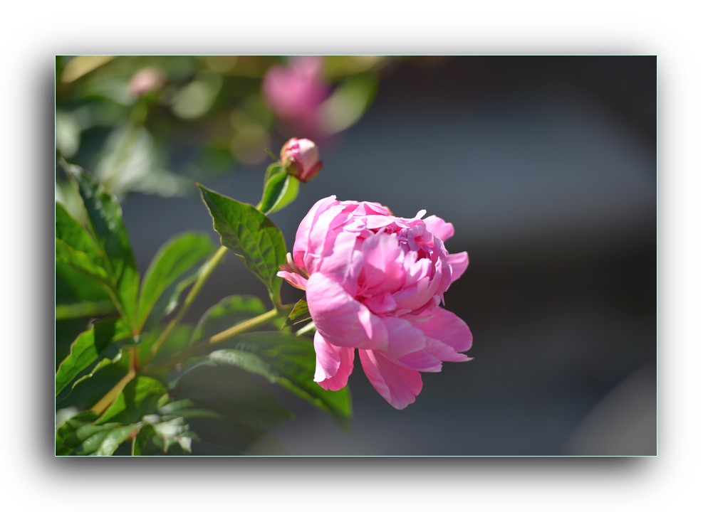 DSC_4905.jpg