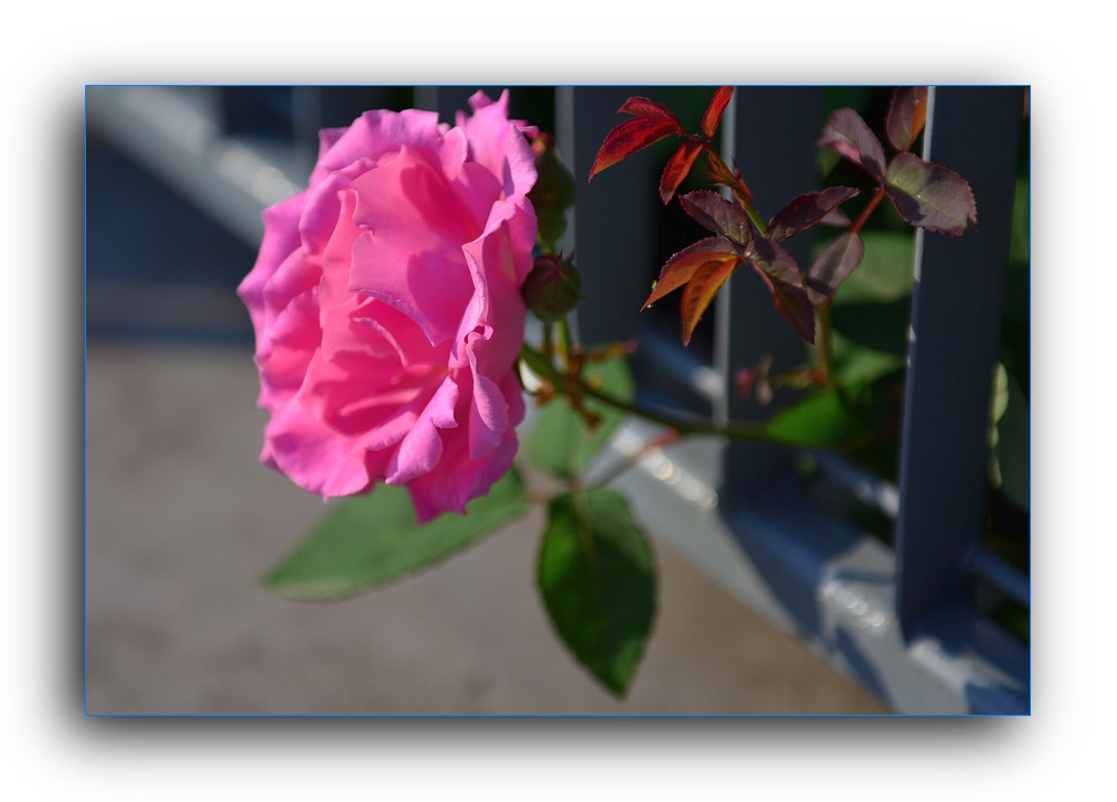 DSC_4650.jpg