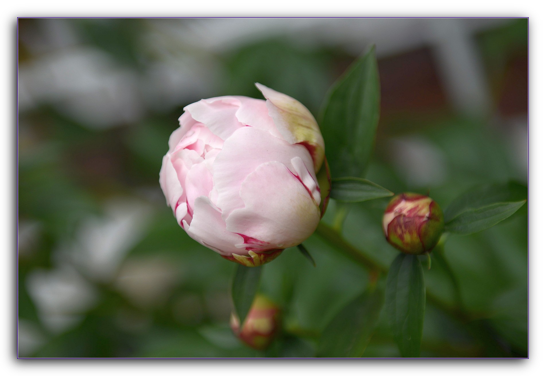 DSC_4092.jpg