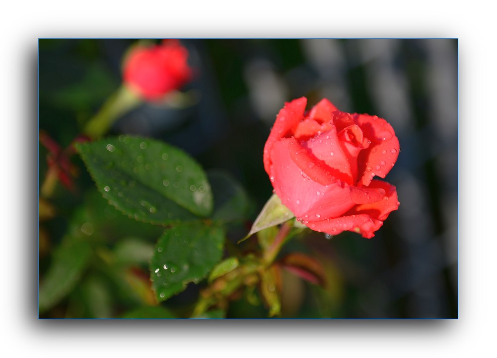 DSC_4697.jpg