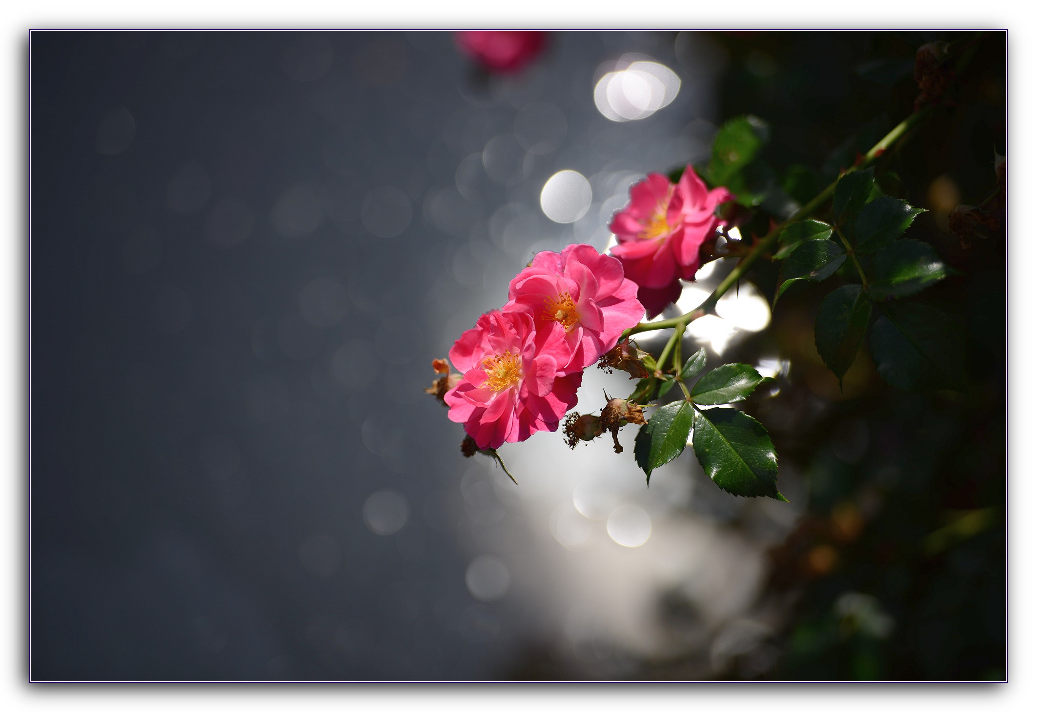 DSC_6940.jpg