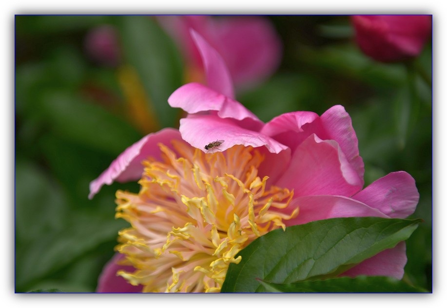 DSC_4083.jpg