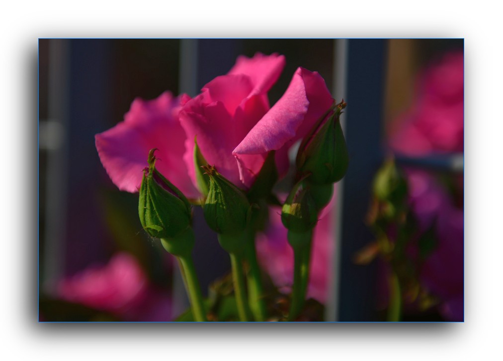 DSC_4651.jpg