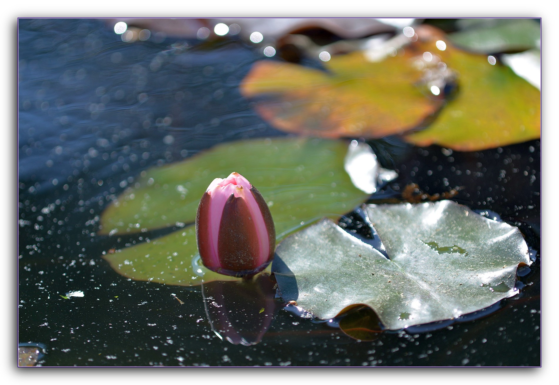 DSC_4391.jpg