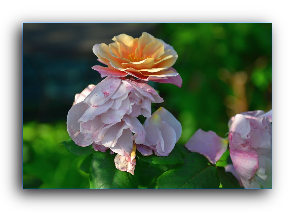DSC_4683.jpg