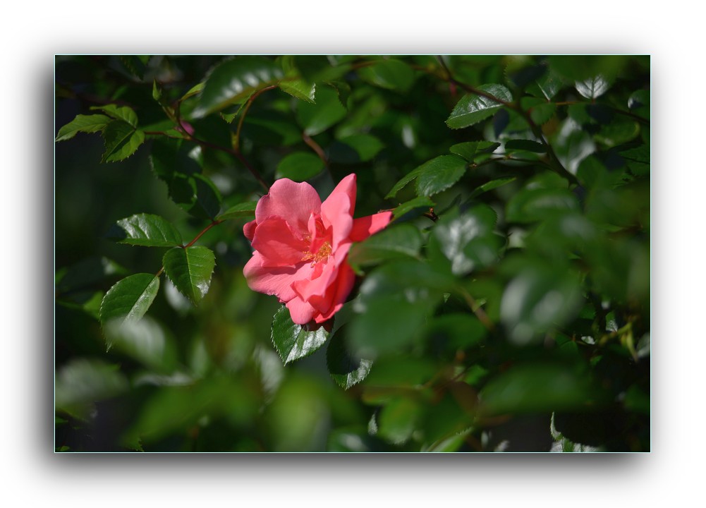 DSC_4913.jpg