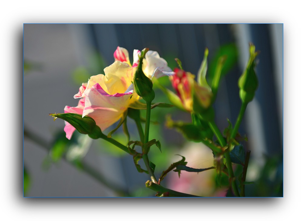 DSC_4647.jpg