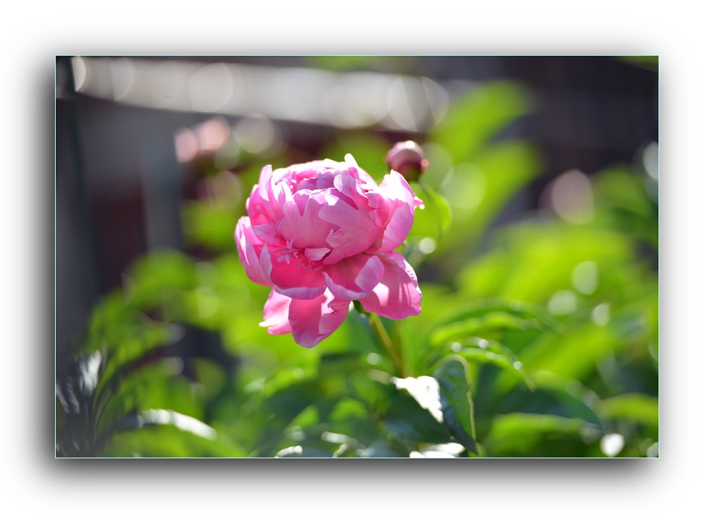 DSC_4907.jpg