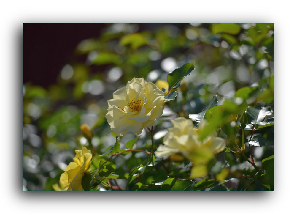 DSC_4912.jpg