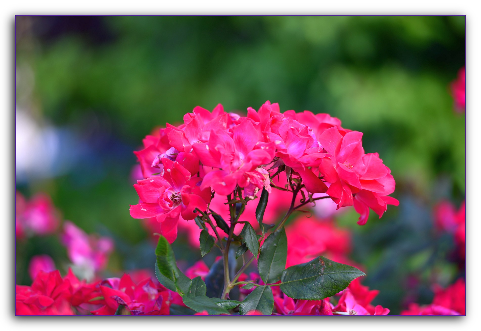 DSC_6439.jpg