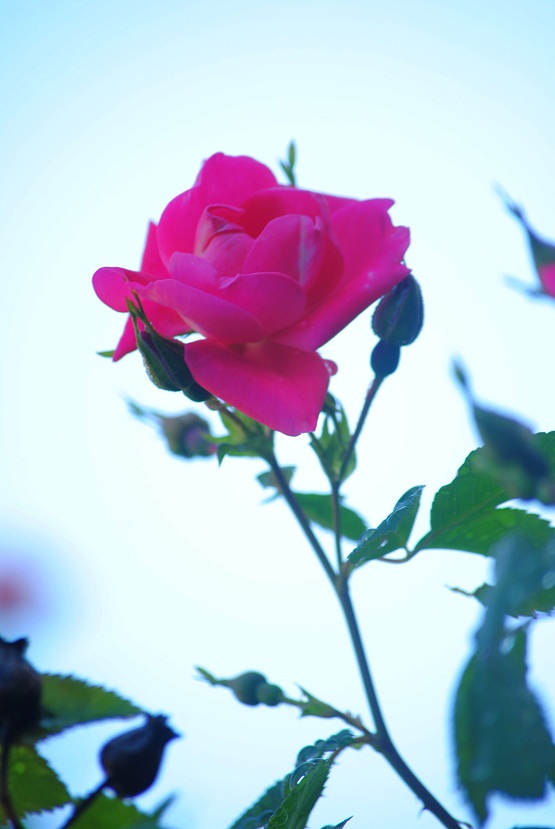 DSC_0444.JPG