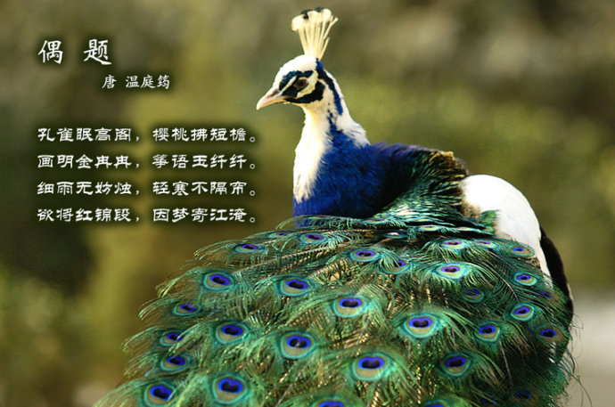 f37b5686a716330d59651a21342dc95a[1].jpg