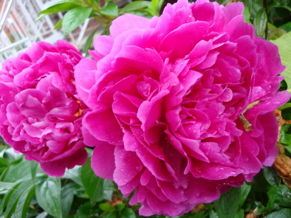 DSC05556.JPG