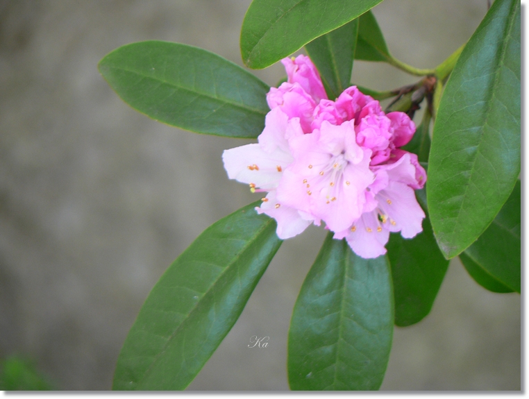 flowers 30-05-13 008.jpg