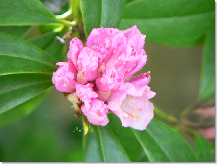 flowers 30-05-13 011.jpg