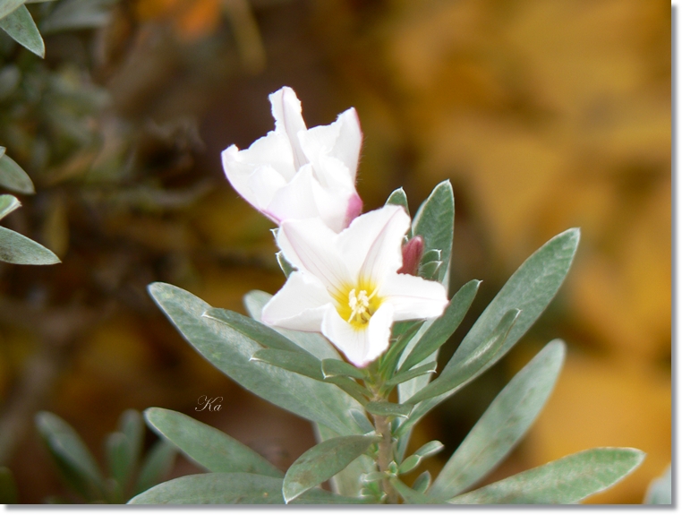 flowers 30-05-13 024.jpg