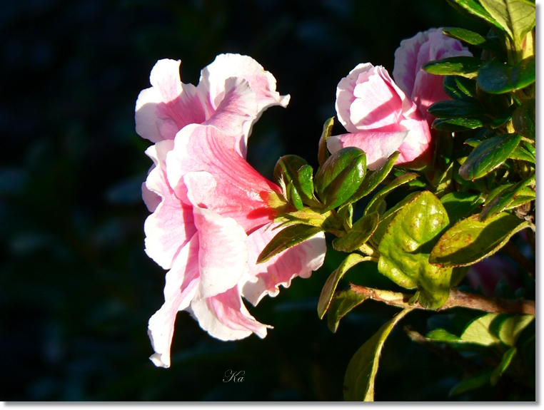 flowers 23-05-13 215.jpg