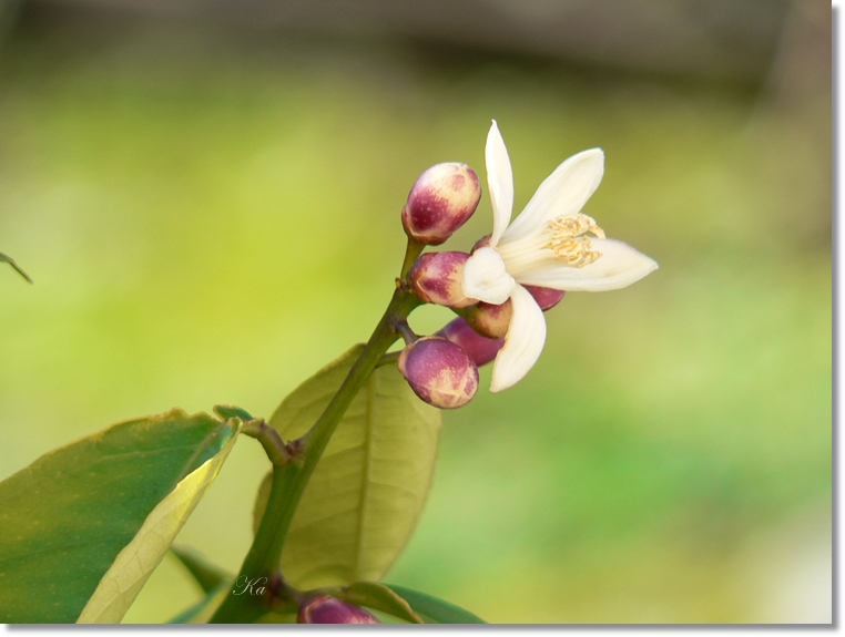 flowers 30-05-13 229.jpg