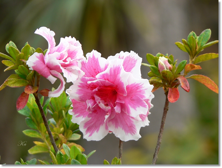 flowers 10-05-13 074.jpg