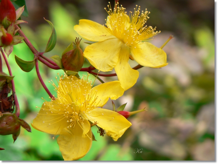 flowers 09-04-13 320.jpg