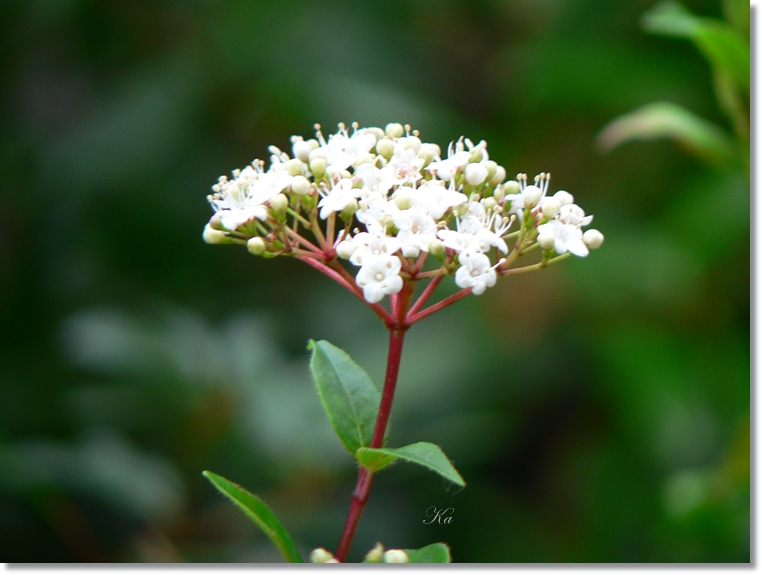 flowers 13-06-13 029.jpg