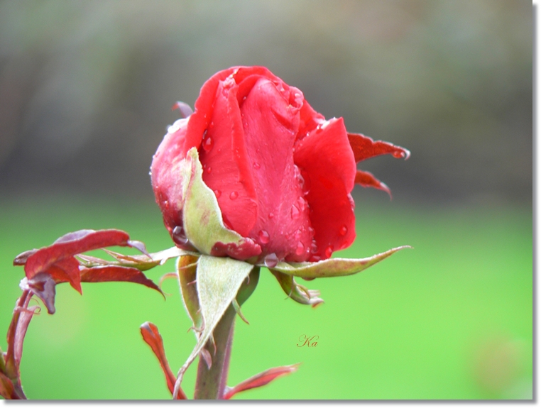 flowers 13-06-13 201.jpg