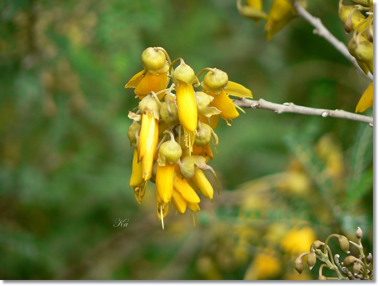 flowers 10-05-13 051.jpg