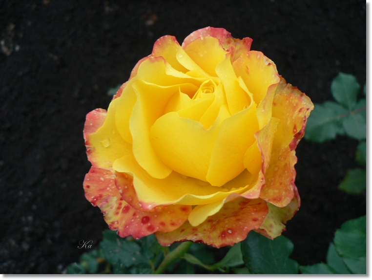 flowers 10-05-13 132.jpg