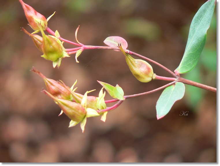 flowers 30-05-13 056.jpg