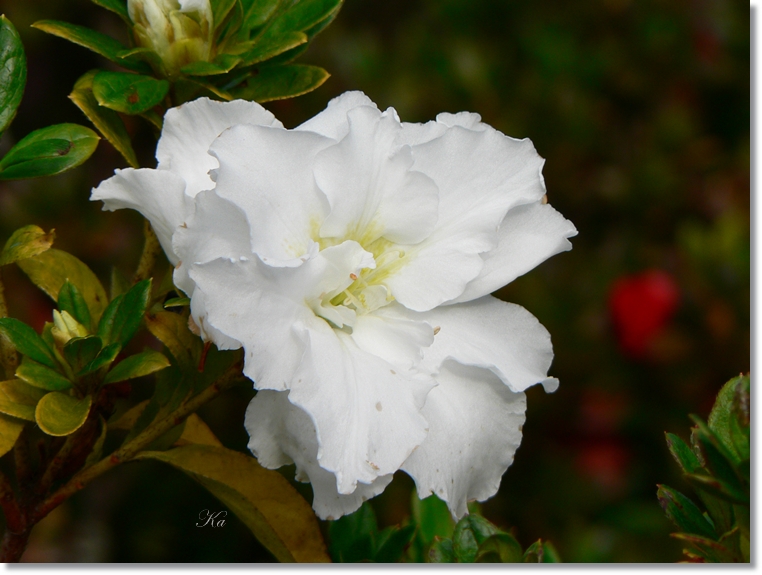 flowers 30-05-13 207.jpg