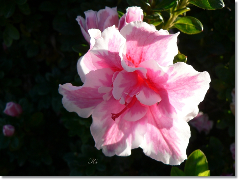 flowers 23-05-13 229.jpg