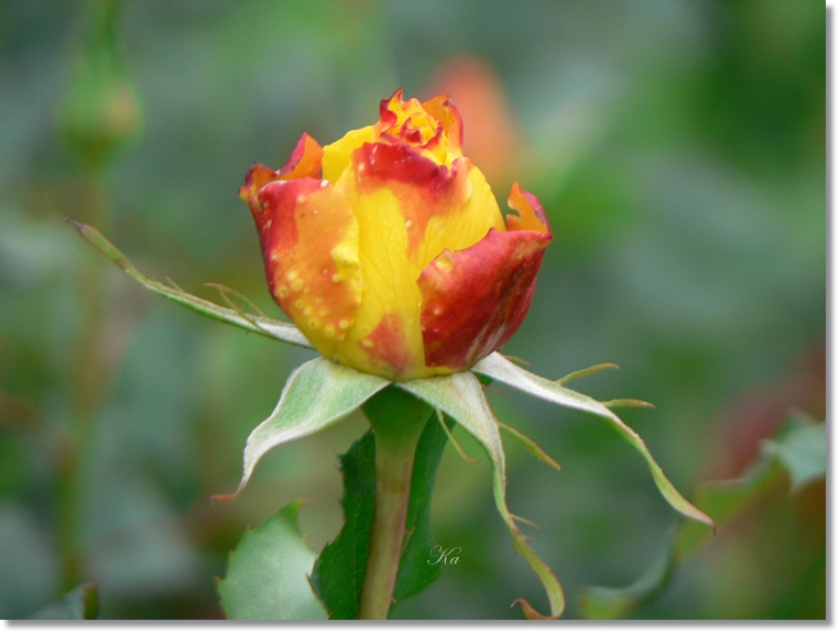 flowers 10-05-13 122.jpg