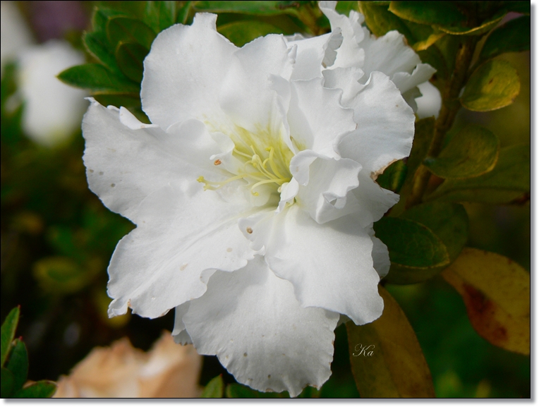 flowers 30-05-13 203.jpg